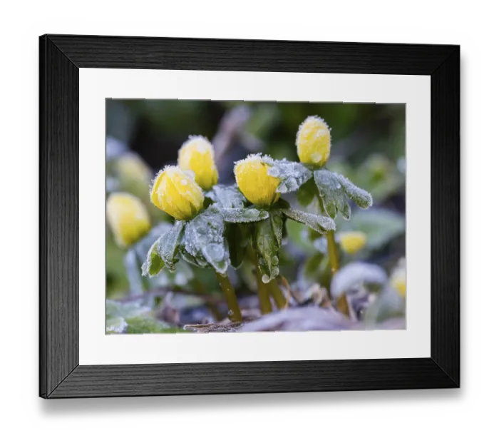 Framed Print : Winter Aconite (Erauthis hyemalis)