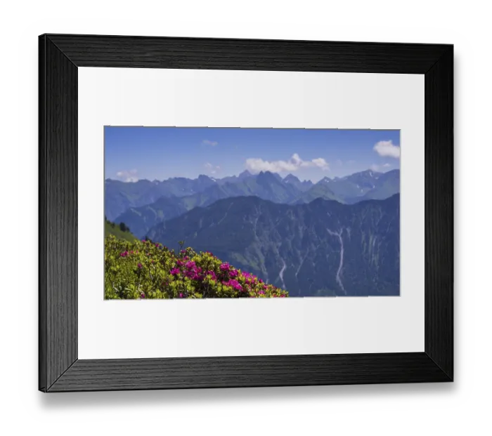Framed Print : Alpine rose blossom on the Fellhorn