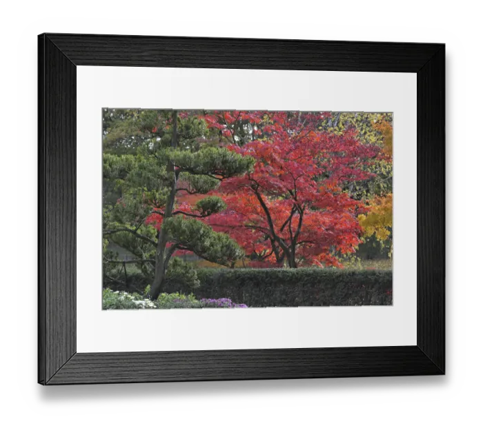 Framed Print : Evergreen tree and Smooth Japanese maples (Acer palmatum) Framed Print : Evergreen tree and Smooth Japanese maples (Acer palmatum)