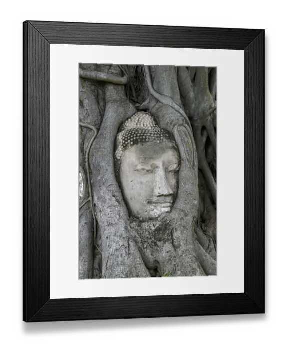 Framed Print : Sandstone Buddha head at the foot of a Bodhi tree in Wat Mahathat Framed Print : Sandstone Buddha head at the foot of a Bodhi tree in Wat Mahathat
