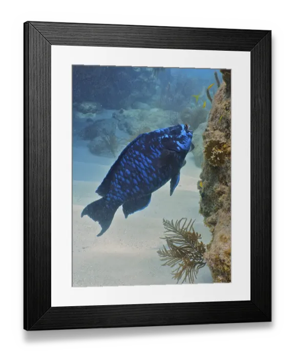 Framed Print : Midnight parrotfish (Scarus coelestinus) Framed Print : Midnight parrotfish (Scarus coelestinus)