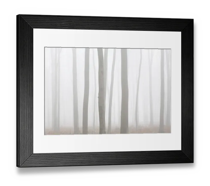 Framed Print : European beech trees, common beeches (Fagus sylvatica)