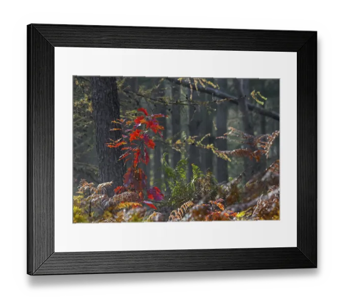 Framed Print : Northern red oak (Quercus rubra) Framed Print : Northern red oak (Quercus rubra)