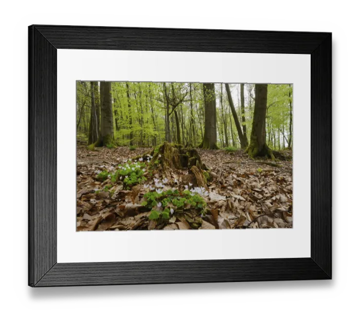 Framed Print : Wood sorrel (Oxalis acetosella) on a tree stump in a beech forest