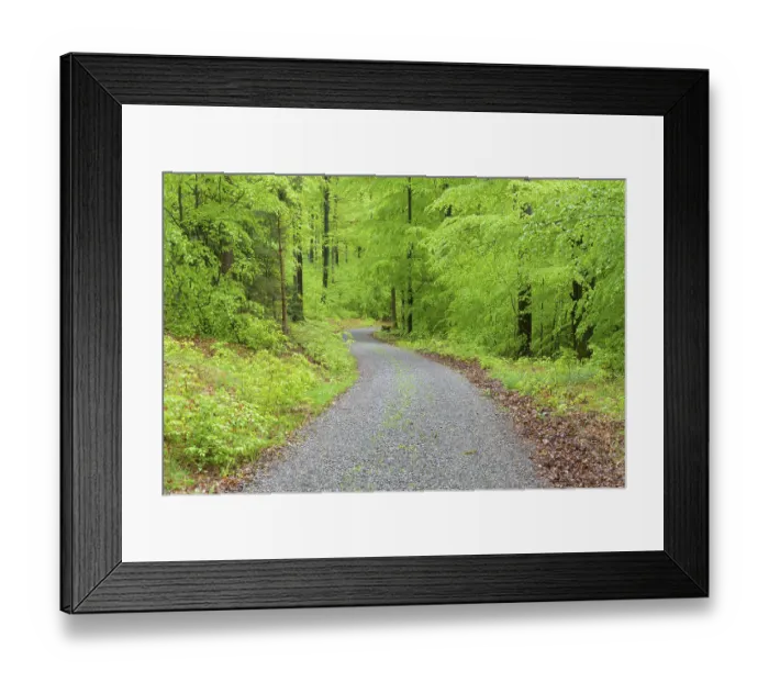 Framed Print : Beech tree forest with dirt road in spring