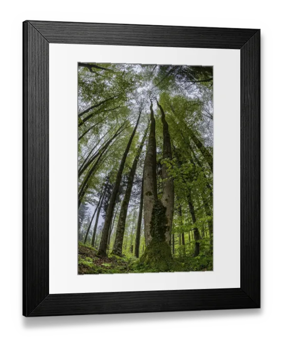 Framed Print : Fisheye perspective, trees, forest