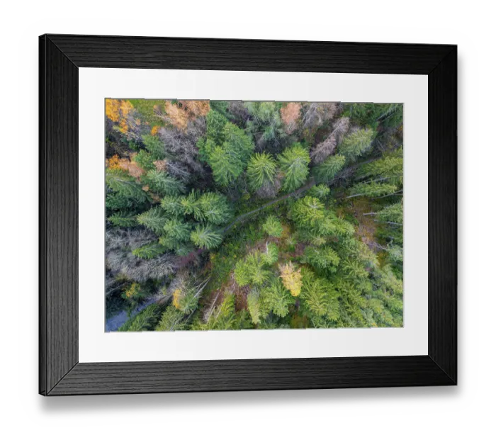Framed Print : Top Down View, aerial view of coniferous forest