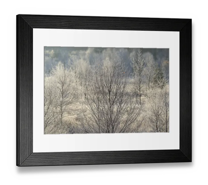Framed Print : Forest clearing, spruce (Picea abies) Framed Print : Forest clearing, spruce (Picea abies)