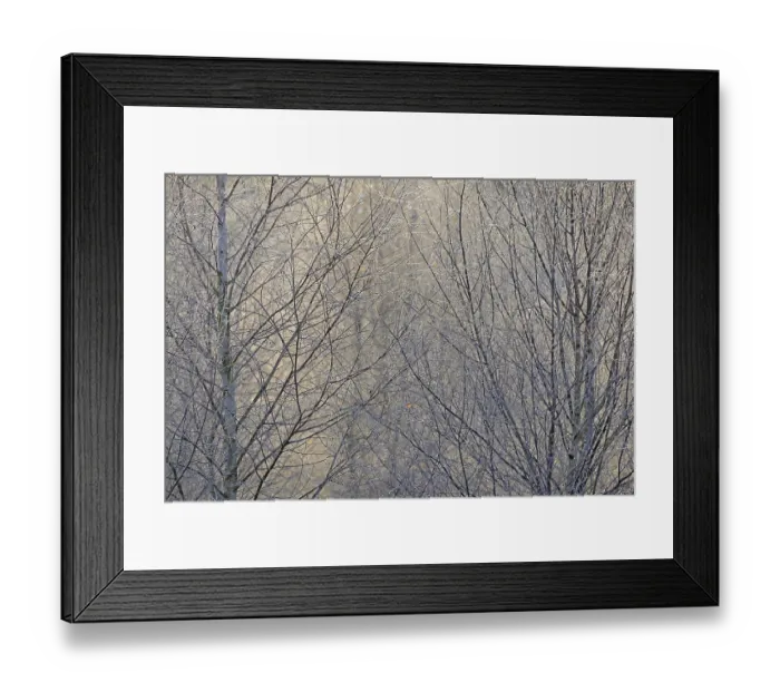 Framed Print : Birches (Betula), ice crystals shine in rainbow colours on branches and twigs Framed Print : Birches (Betula), ice crystals shine in rainbow colours on branches and twigs