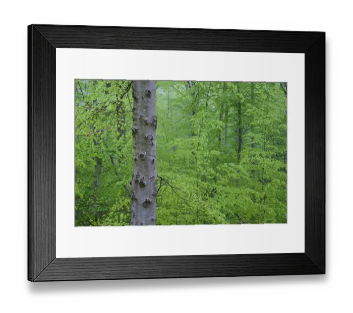Framed Print : Beech forest, spring, Helmstadt Framed Print : Beech forest, spring, Helmstadt