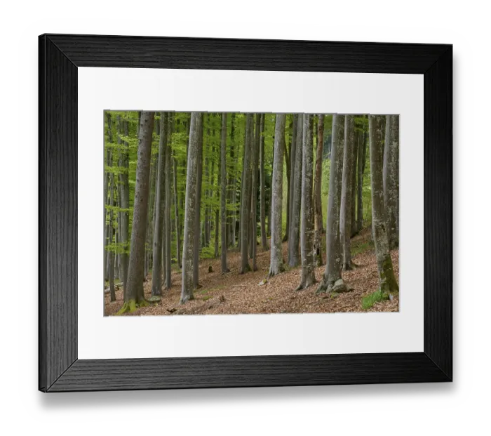Framed Print : Copper beech, forest, forest floor Framed Print : Copper beech, forest, forest floor