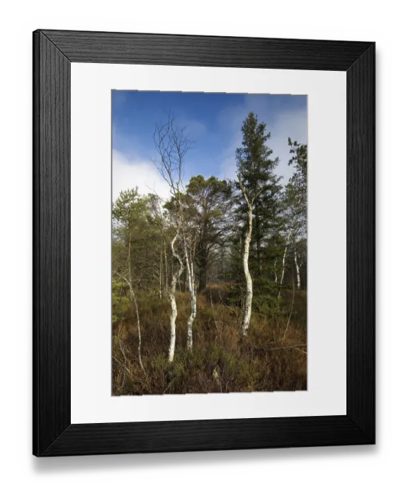 Framed Print : Marsh, Walchensee, Tyrol, Austria, Europe Framed Print : Marsh, Walchensee, Tyrol, Austria, Europe