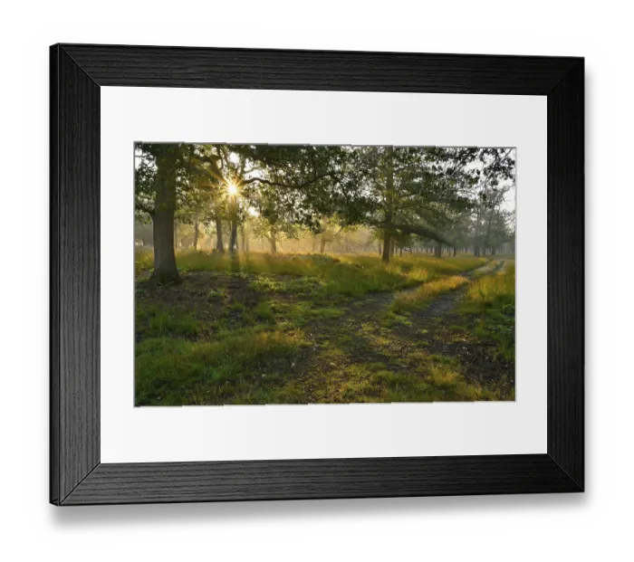 Framed Print : Sunrise in a deciduous forest with a path