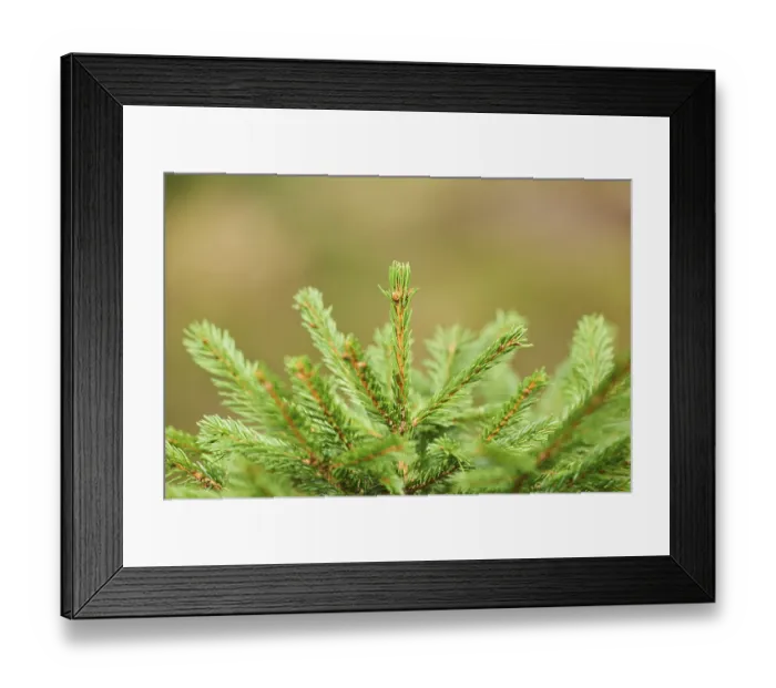 Framed Print : Norway spruce (Picea abies) in a forest Framed Print : Norway spruce (Picea abies) in a forest