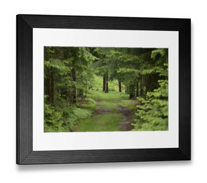 Framed Print : Landscape of a little road going through a Norway spruce (Picea abies) forest