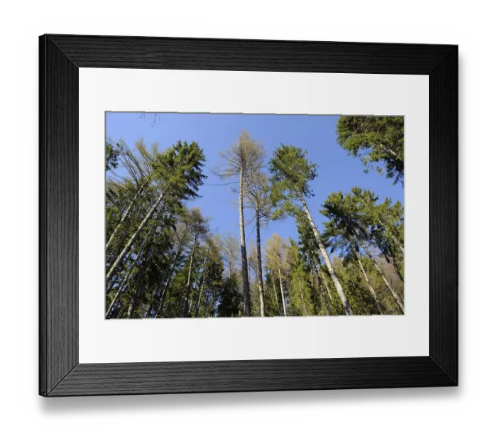 Framed Print : Tall trees with a clear blue sky background create a beautiful forest canopy