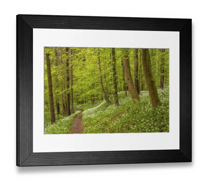Framed Print : Hiking trail through Common beeches forest (Fagus sylvatica)