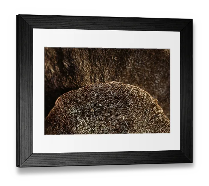 Framed Print : Bracket fungus or tree fungus, underside Framed Print : Bracket fungus or tree fungus, underside