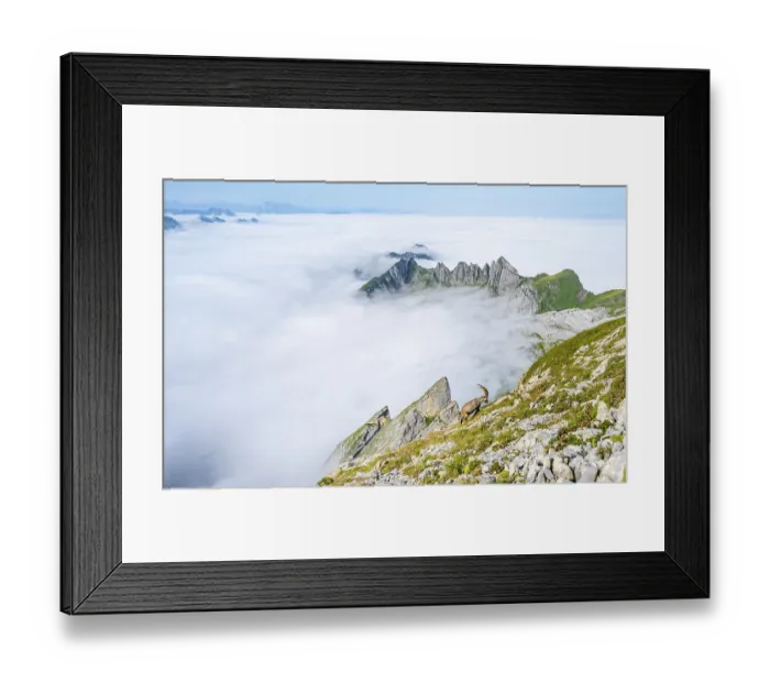 Framed Print : Ibexes above the sea of clouds on the Saentis