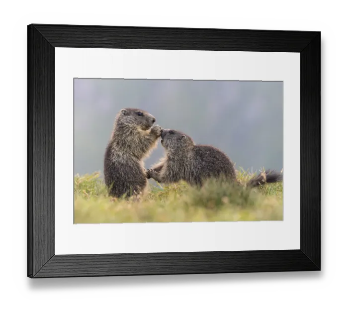 Framed Print : Young marmots (Marmota marmota) in the Alps