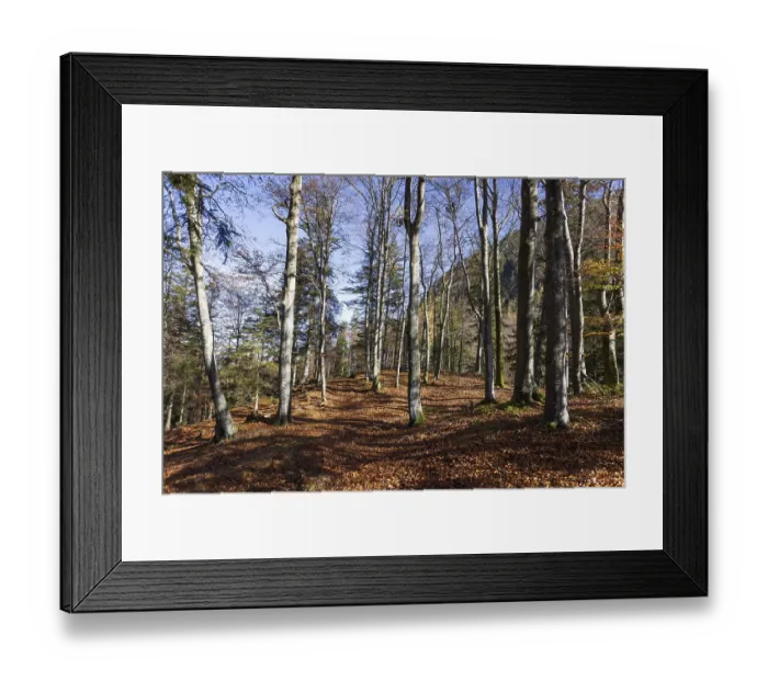 Framed Print : Beech forest on the hiking trail to Schwarzer Berg