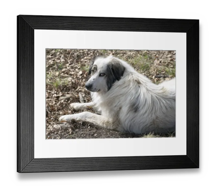 Framed Print : Pyrenean mountain dog, guard dog, France, Europe Framed Print : Pyrenean mountain dog, guard dog, France, Europe