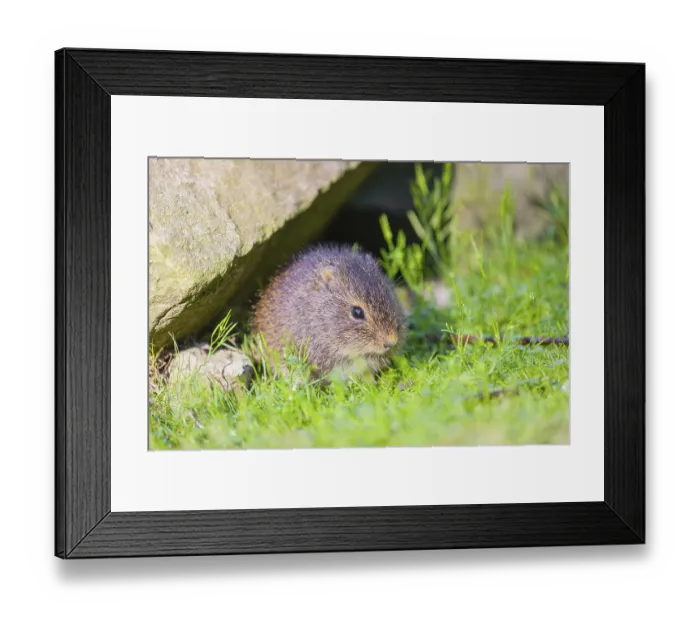 Framed Print : A young Brazilian guinea pig (Cavia aperea) sits under rocks on a green meadow