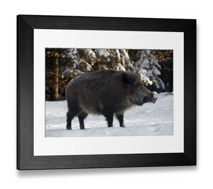 Framed Print : Wild boars (Sus scrofa), pigs, swine Framed Print : Wild boars (Sus scrofa), pigs, swine