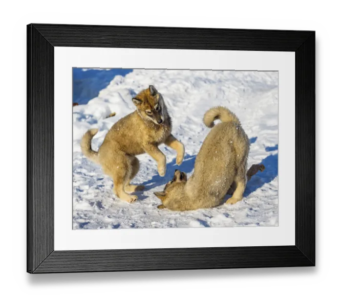 Framed Print : Two young husky playing, Tasiilaq Framed Print : Two young husky playing, Tasiilaq