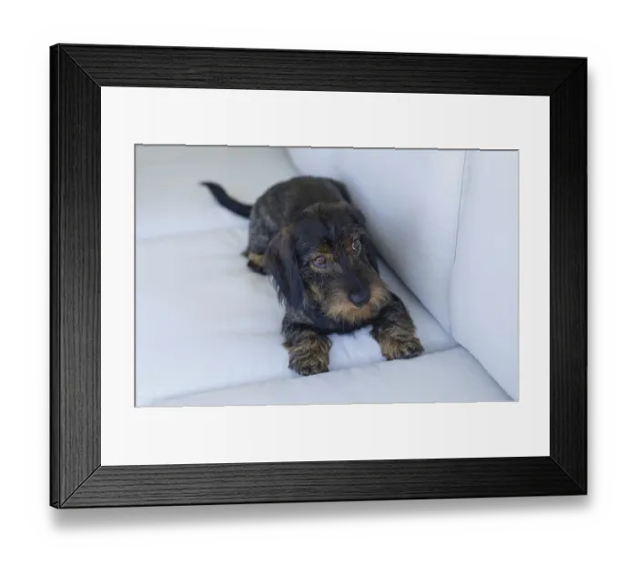 Framed Print : Rough-haired dachshund (Canis lupus familiaris) Framed Print : Rough-haired dachshund (Canis lupus familiaris)