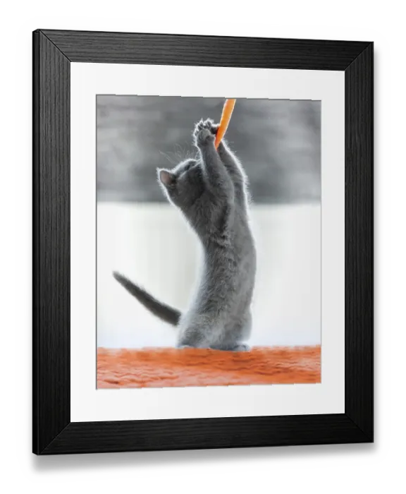 Framed Print : British Shorthair male, 11 weeks old Framed Print : British Shorthair male, 11 weeks old