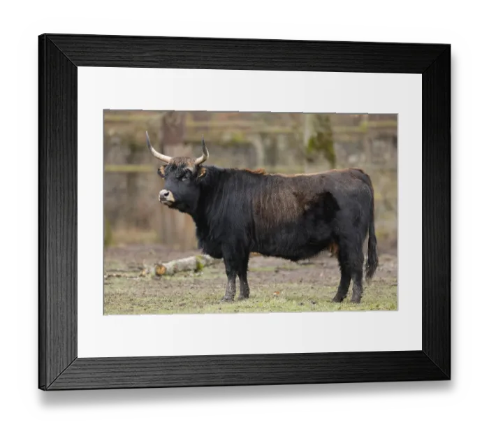 Framed Print : Domestic cattle (Bos primigenius) Framed Print : Domestic cattle (Bos primigenius)
