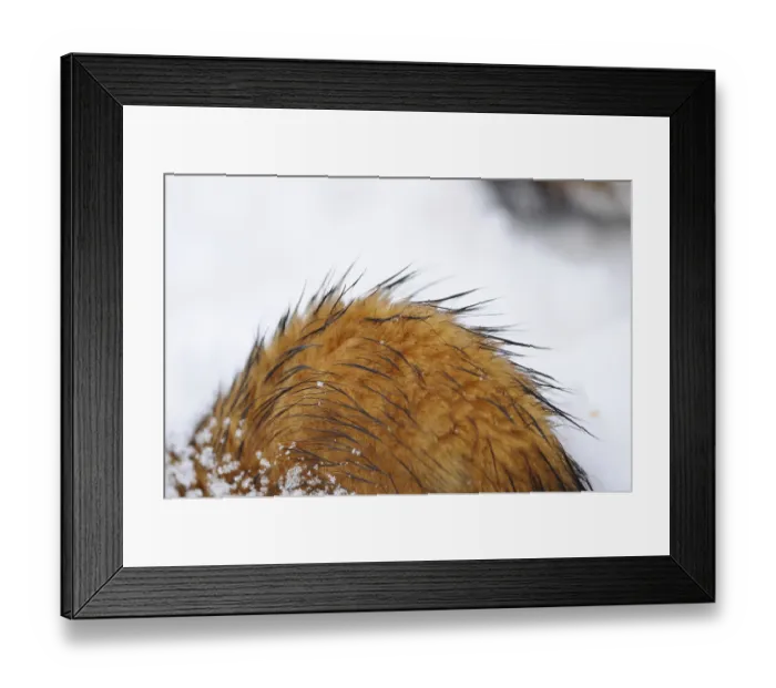 Framed Print : Red animal hair under snowflakes and water droplets in a wintry landscape