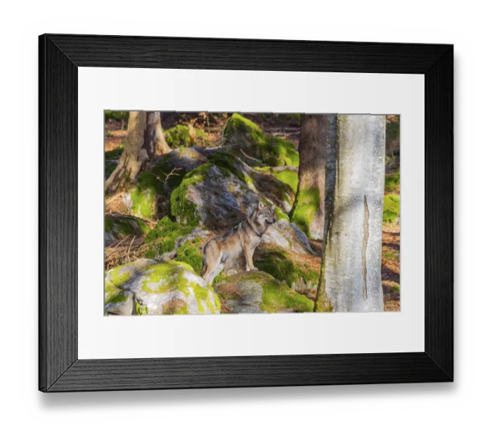 Framed Print : Eurasian wolf (Canis lupus lupus) standing in a forest Framed Print : Eurasian wolf (Canis lupus lupus) standing in a forest