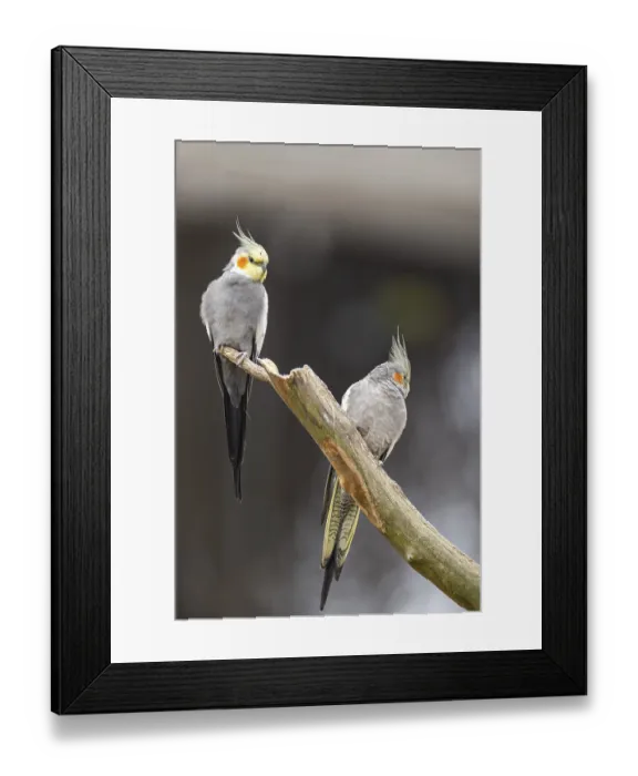 Framed Print : Cockatiel (Nymphicus hollandicus) sitting on a branch Framed Print : Cockatiel (Nymphicus hollandicus) sitting on a branch