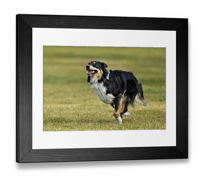 Framed Print : Mixed breed dog between Border Collie and Australian Shepherd jumps across meadow Framed Print : Mixed breed dog between Border Collie and Australian Shepherd jumps across meadow