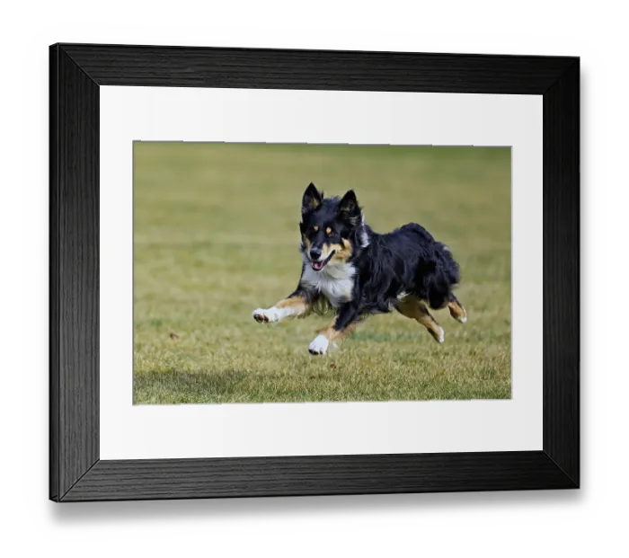 Framed Print : Mixed breed dog between Border Collie and Australian Shepherd jumps across meadow