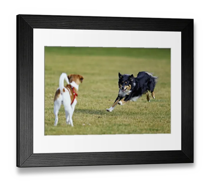 Framed Print : Mixed breed dog between Border Collie and Australian Shepherd plays with Beagle