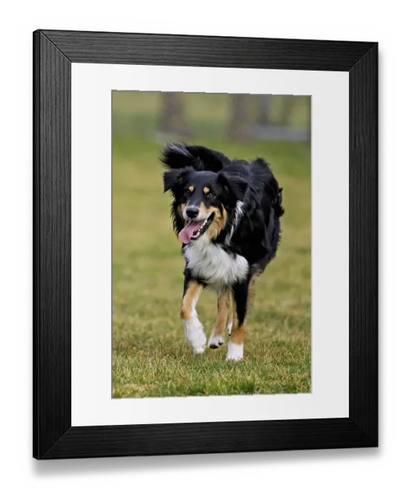 Framed Print : Mixed breed dog between Border Collie and Australian Shepherd jumps across meadow Framed Print : Mixed breed dog between Border Collie and Australian Shepherd jumps across meadow
