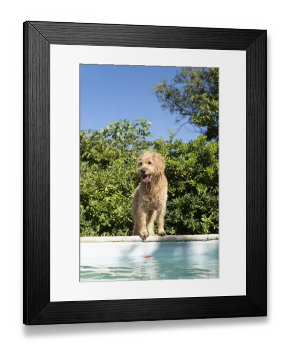 Framed Print : Mini Goldendoodle at the pool in summer heat