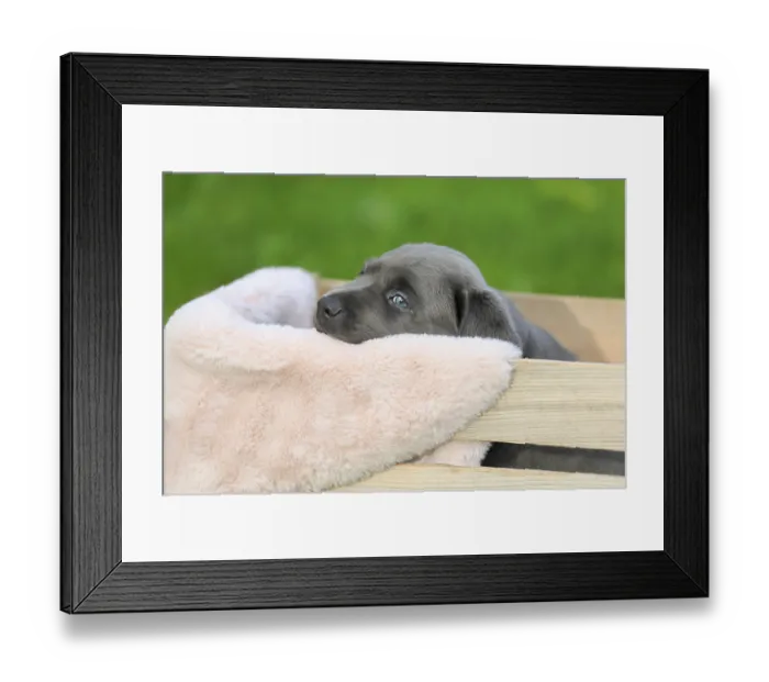 Framed Print : Labrador domestic dog (Canis lupus familiaris)