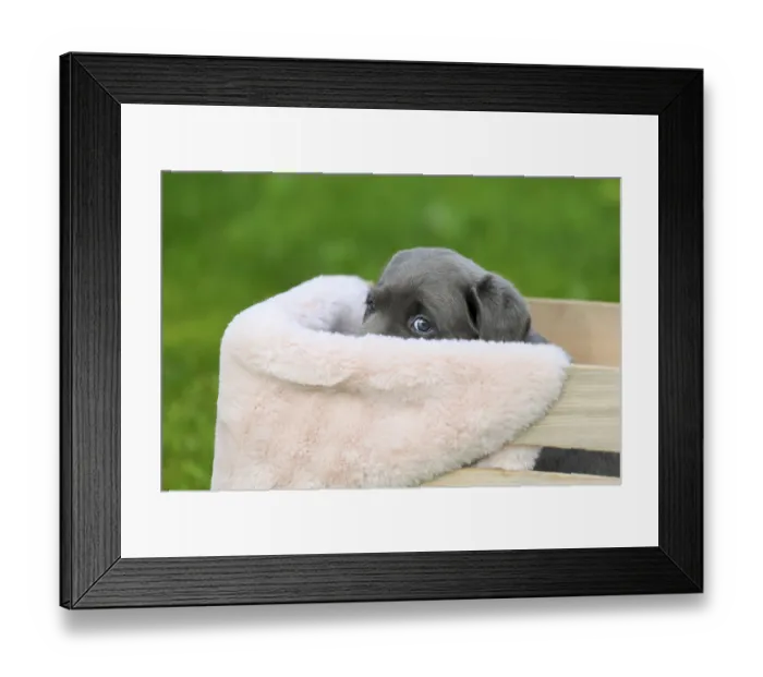 Framed Print : Labrador domestic dog (Canis lupus familiaris) Framed Print : Labrador domestic dog (Canis lupus familiaris)