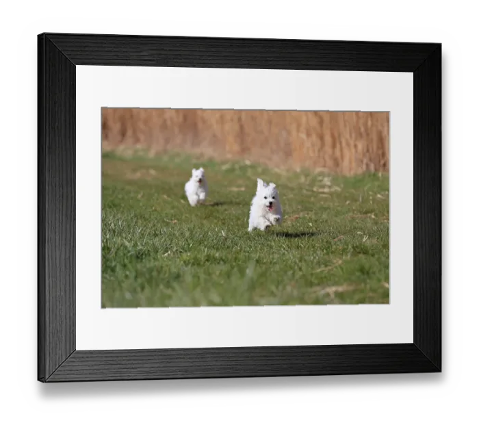 Framed Print : Maltese domestic dog (Canis lupus familiaris)