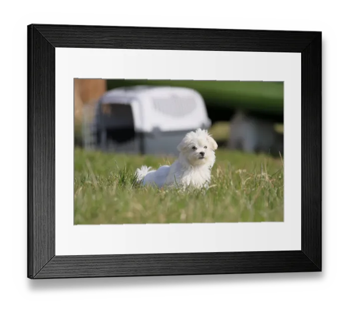 Framed Print : Maltese domestic dog (Canis lupus familiaris)