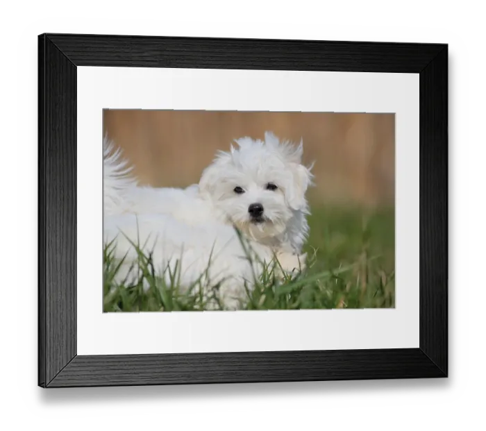 Framed Print : Maltese domestic dog (Canis lupus familiaris)