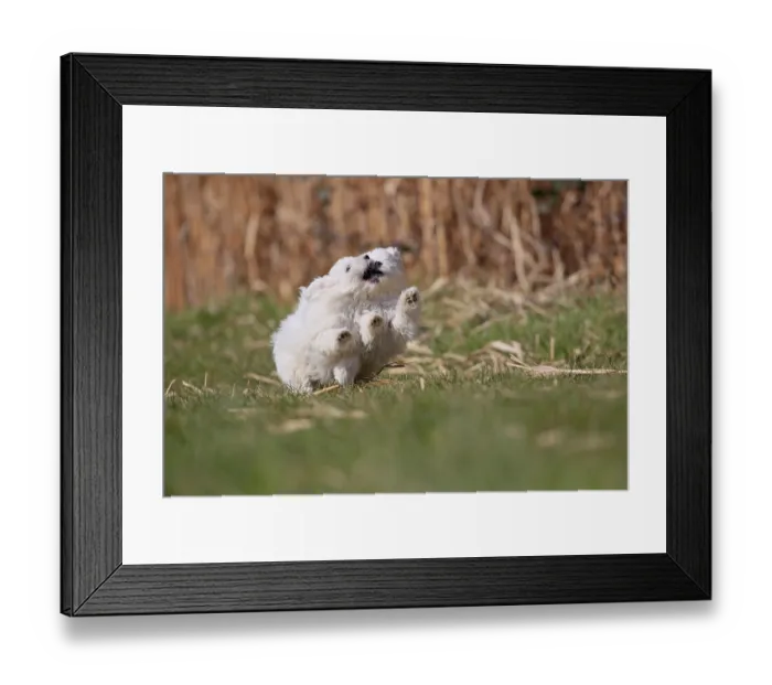 Framed Print : Maltese domestic dog (Canis lupus familiaris)