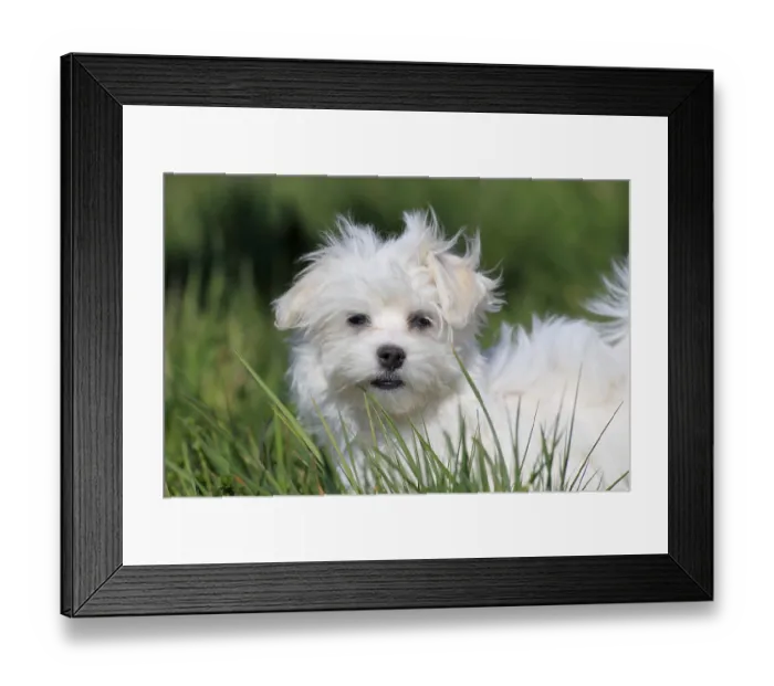 Framed Print : Maltese domestic dog (Canis lupus familiaris)