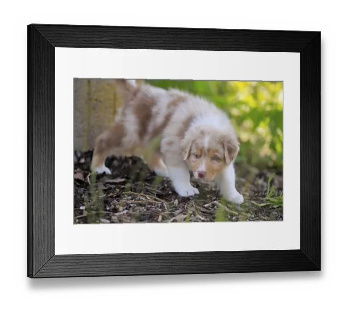 Framed Print : Australian Shepherd domestic dog (Canis lupus familiaris)
