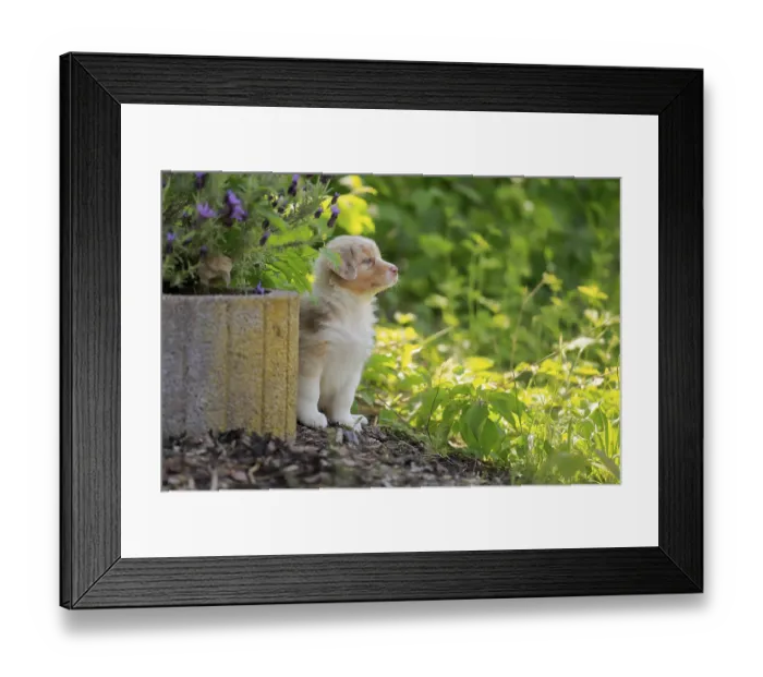 Framed Print : Australian Shepherd domestic dog (Canis lupus familiaris)