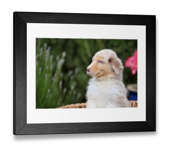 Framed Print : Australian Shepherd domestic dog (Canis lupus familiaris)